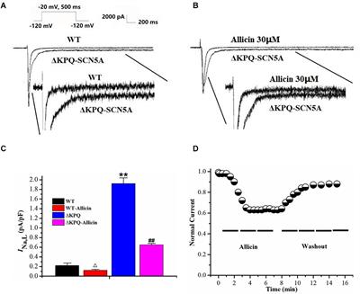 Effects of Allicin on Late Sodium Current Caused by ΔKPQ-SCN5A Mutation in HEK293 Cells